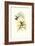 Hummingbird I-John Gould-Framed Art Print