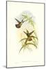 Hummingbird I-John Gould-Mounted Art Print