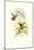 Hummingbird I-John Gould-Mounted Art Print