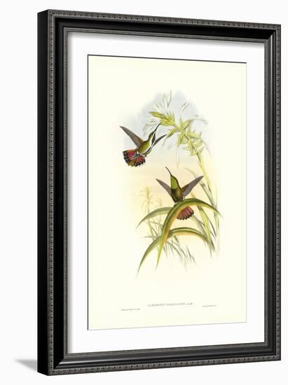 Hummingbird I-John Gould-Framed Art Print