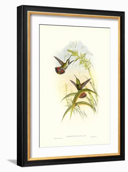 Hummingbird I-John Gould-Framed Art Print