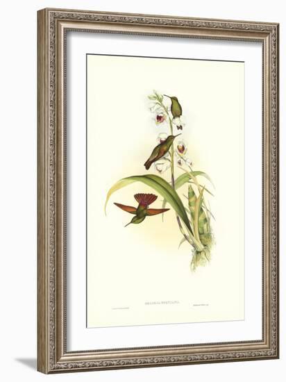 Hummingbird II-John Gould-Framed Art Print