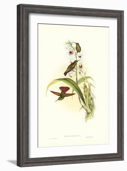 Hummingbird II-John Gould-Framed Art Print