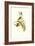 Hummingbird II-John Gould-Framed Art Print