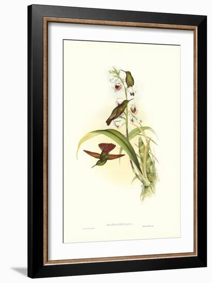 Hummingbird II-John Gould-Framed Art Print