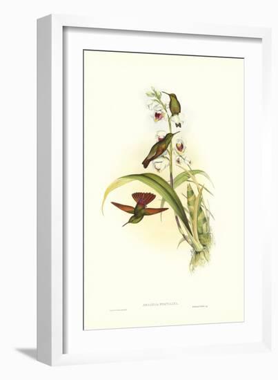 Hummingbird II-John Gould-Framed Art Print