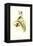 Hummingbird II-John Gould-Framed Stretched Canvas