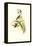 Hummingbird II-John Gould-Framed Stretched Canvas