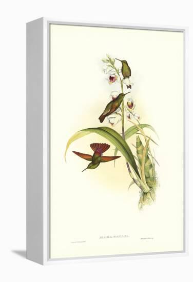 Hummingbird II-John Gould-Framed Stretched Canvas