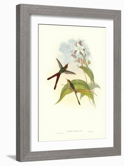 Hummingbird III-John Gould-Framed Art Print