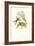 Hummingbird III-John Gould-Framed Art Print