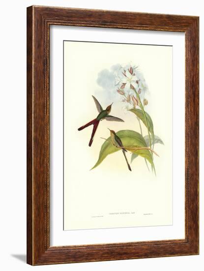 Hummingbird III-John Gould-Framed Art Print