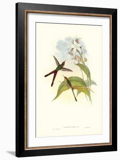 Hummingbird III-John Gould-Framed Art Print