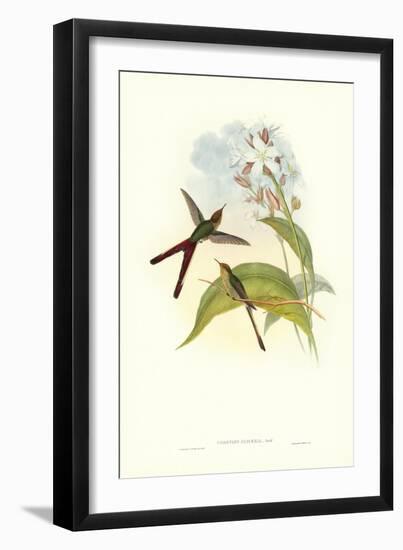 Hummingbird III-John Gould-Framed Art Print