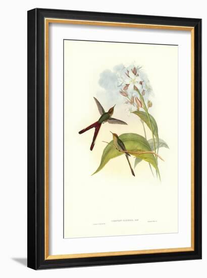 Hummingbird III-John Gould-Framed Art Print