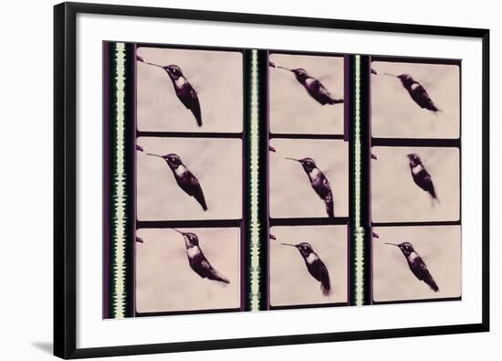 Hummingbird in Motion-Chris Dunker-Framed Giclee Print