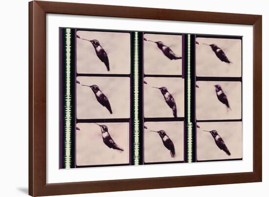 Hummingbird in Motion-Chris Dunker-Framed Giclee Print