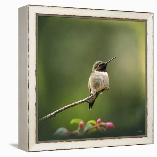 Hummingbird in the Garden-Jai Johnson-Framed Premier Image Canvas