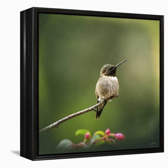 Hummingbird in the Garden-Jai Johnson-Framed Premier Image Canvas