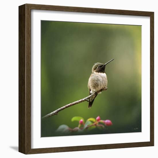 Hummingbird in the Garden-Jai Johnson-Framed Giclee Print