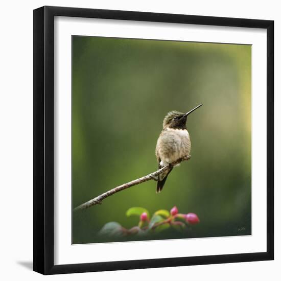 Hummingbird in the Garden-Jai Johnson-Framed Giclee Print