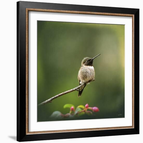 Hummingbird in the Garden-Jai Johnson-Framed Giclee Print