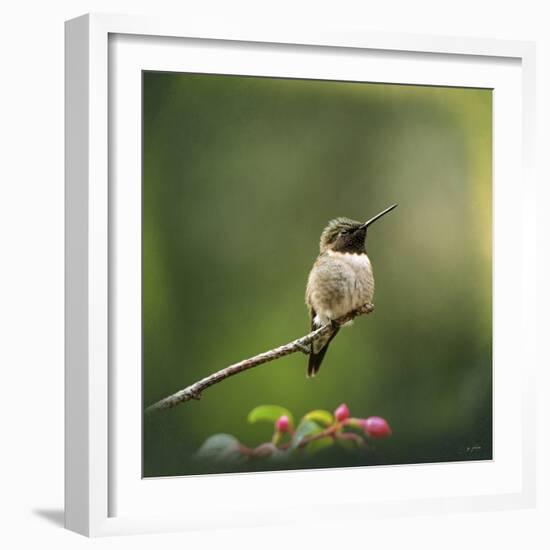 Hummingbird in the Garden-Jai Johnson-Framed Giclee Print