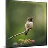 Hummingbird in the Garden-Jai Johnson-Mounted Giclee Print