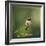 Hummingbird in the Garden-Jai Johnson-Framed Giclee Print