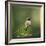 Hummingbird in the Garden-Jai Johnson-Framed Giclee Print