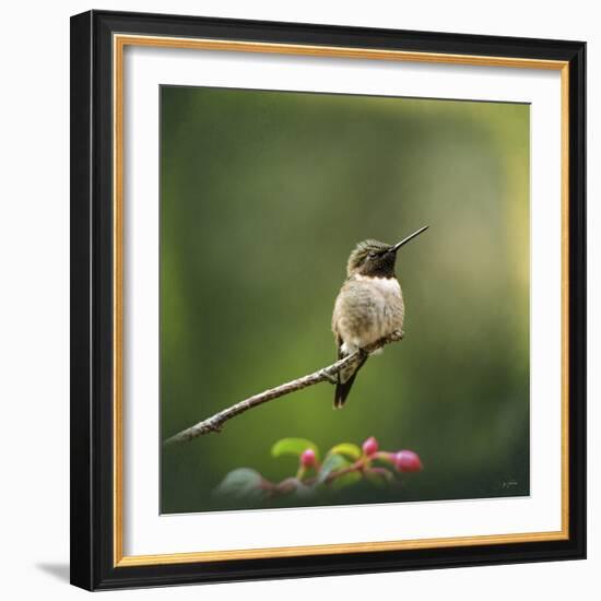 Hummingbird in the Garden-Jai Johnson-Framed Giclee Print