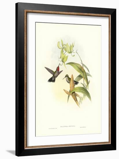 Hummingbird IV-John Gould-Framed Art Print