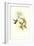 Hummingbird IV-John Gould-Framed Art Print
