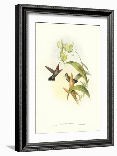 Hummingbird IV-John Gould-Framed Art Print