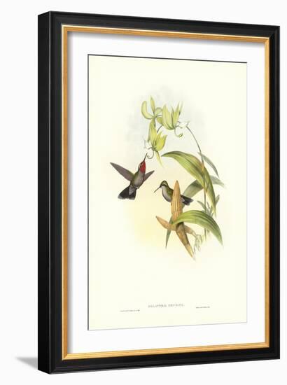 Hummingbird IV-John Gould-Framed Art Print