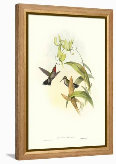 Hummingbird IV-John Gould-Framed Stretched Canvas