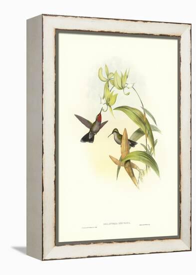 Hummingbird IV-John Gould-Framed Stretched Canvas