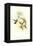 Hummingbird IV-John Gould-Framed Stretched Canvas