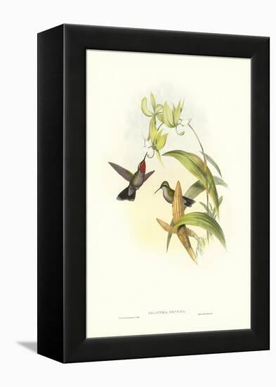 Hummingbird IV-John Gould-Framed Stretched Canvas