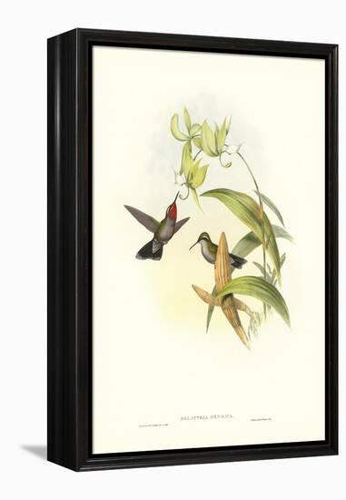 Hummingbird IV-John Gould-Framed Stretched Canvas