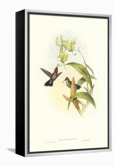 Hummingbird IV-John Gould-Framed Stretched Canvas