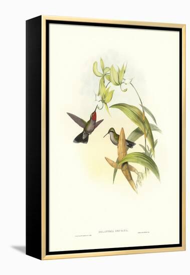 Hummingbird IV-John Gould-Framed Stretched Canvas
