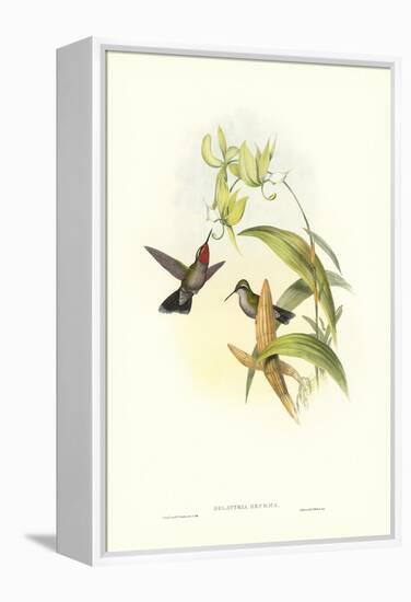 Hummingbird IV-John Gould-Framed Stretched Canvas