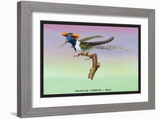 Hummingbird: Male Trochilus Cornutus-Sir William Jardine-Framed Art Print