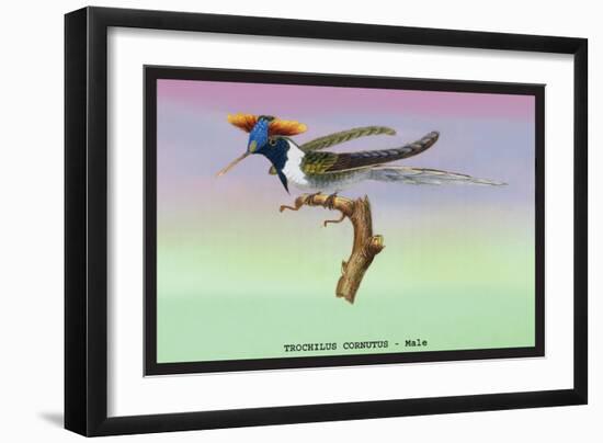 Hummingbird: Male Trochilus Cornutus-Sir William Jardine-Framed Art Print