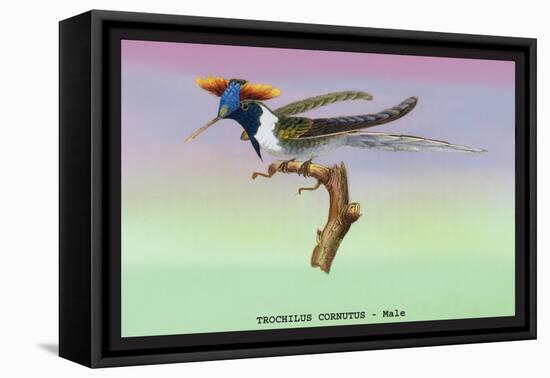 Hummingbird: Male Trochilus Cornutus-Sir William Jardine-Framed Stretched Canvas