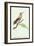 Hummingbird: Male Trochilus Magnificus-Sir William Jardine-Framed Art Print