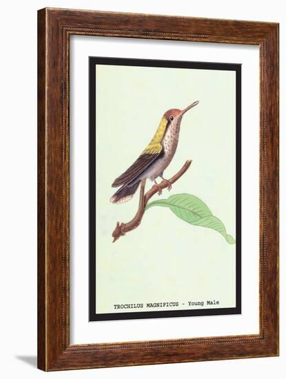 Hummingbird: Male Trochilus Magnificus-Sir William Jardine-Framed Art Print