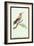Hummingbird: Male Trochilus Magnificus-Sir William Jardine-Framed Art Print