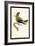 Hummingbird: Male Trochilus Ornatus-Sir William Jardine-Framed Art Print